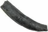 Fossil Pygmy Sperm Whale (Kogiopsis) Tooth - South Carolina #231850-1